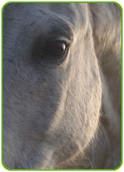 Auge in Auge ... Auge in Auge ...